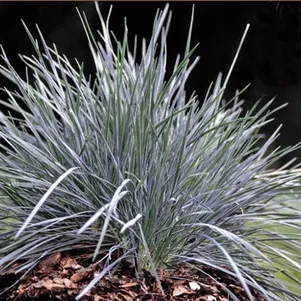 

Келерия сизая Колио