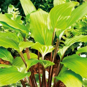 Хоста Гузберри Сандэ M 480₽