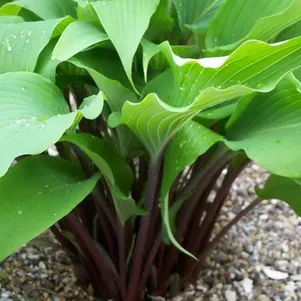 Хоста Ред Октобер M 550₽