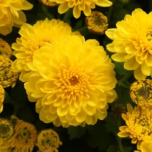 

Хризантема Мишель