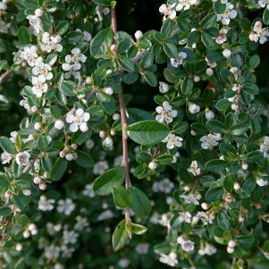 Кизильник Даммера Мункрепер 390₽