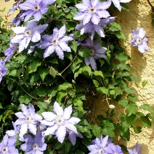 Клематис Алиса Фиск крупноцветковый 2 690₽
