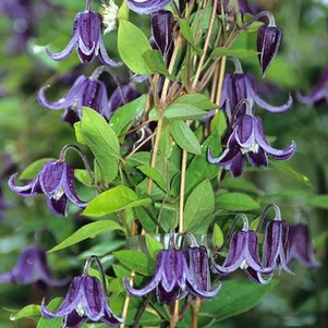 Клематис Фасцинейшн мелкоцветковый 3 990₽