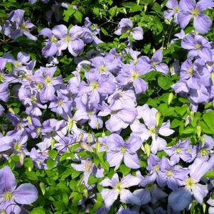 Клематис Блю Ангел Голубой Ангел крупноцветковый 3 490₽