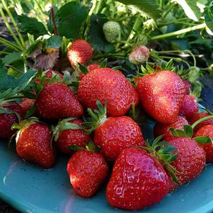 

Клубника Альба урожайная крупная сладкая