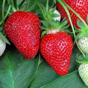 

Клубника Флер