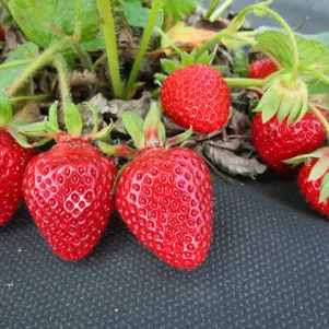 

Клубника Лючия