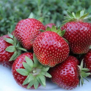 

Клубника Мальвина