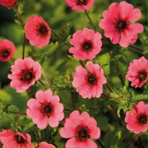 

Лапчатка непальская Рон Мак Биз