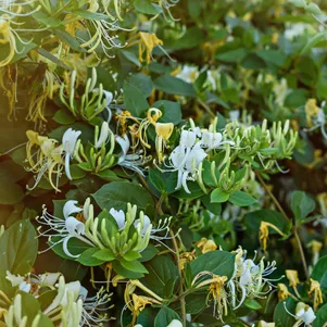 

Жимолость Грехам Томас