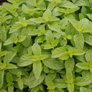 

Мята Банана Гроу Флоу