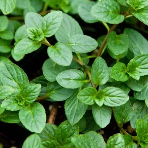 

Мята Блэк Митчам