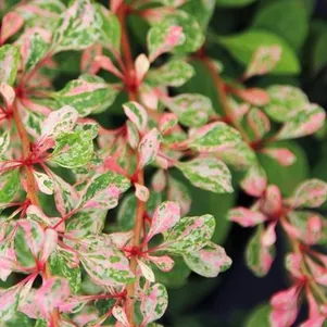 Барбарис Тунберга Наташа 790₽