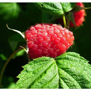 

Малина Полана ремонтантная бесшипная