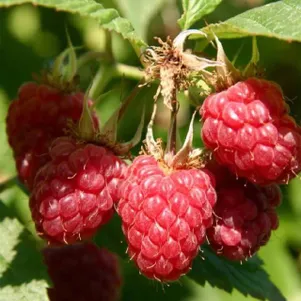 Малина Полка ремонтантная красная 250₽