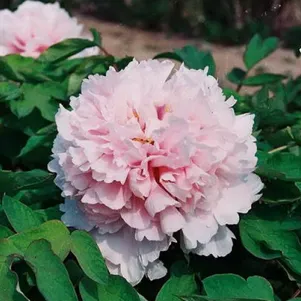 Пион Букет Розовых Гвоздик древовидный розовый 1290₽