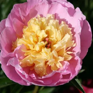 

Пион Шоу Герл