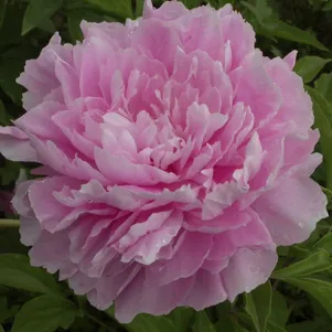 Пион Свит Хармони 990₽