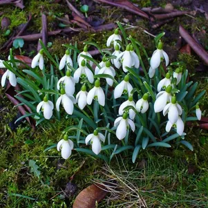 

Подснежник Белоснежный простой 5шт