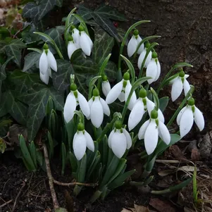 

Подснежник Элвиса 5шт