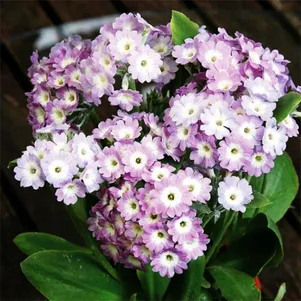 Примула Бартл 690₽