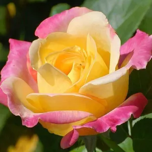 

Роза Флорида кустарниковая, Топалович (лиц)