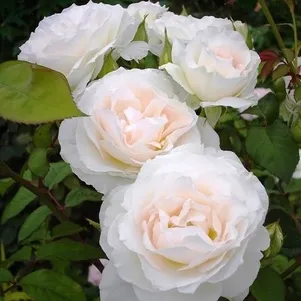 Роза Свит Блонд Vissers лиц 1890₽