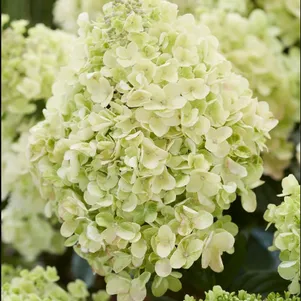 Гортензия Би Хеппи Пчела счастлива метельчатая 750₽