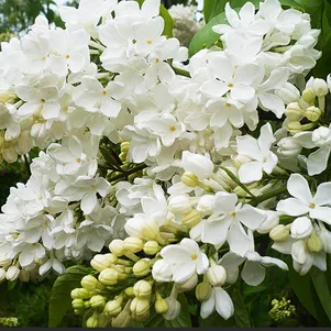 Сирень Агидель 590₽