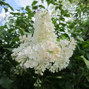 

Сирень Петербурженка