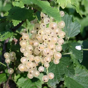 Смородина Баяна белая 360₽