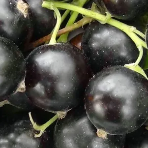 

Смородина Глобус черная (крупная ягода)