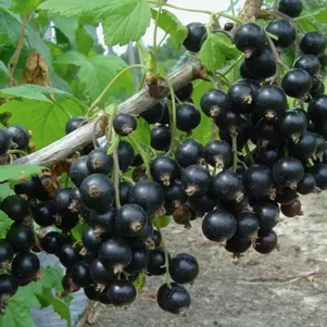 

Смородина Гулливер черная (крупная ягода)