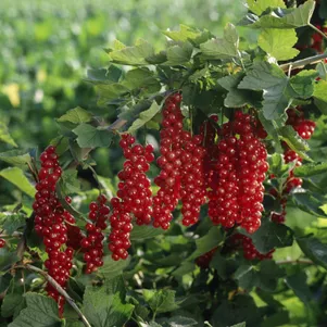 Смородина Ровада красная 260₽