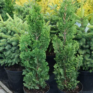 

Туя западная Бробекс Тауэр