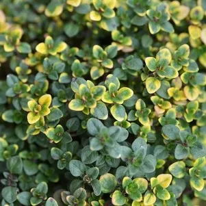 

Тимьян Замбези