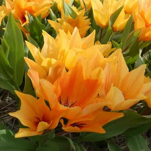 

Тюльпан превосходящий Шогун карликовый 10шт.