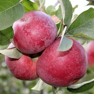 

Яблоня Лобо