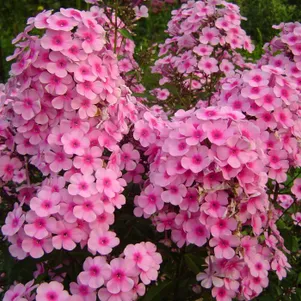 Флокс Мисс Пейпе метельчатый 280₽