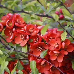 

Айва (Хеномелес) Ред Трейл