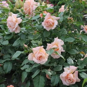 Роза Барок плетистая Тантау лиц 1290₽