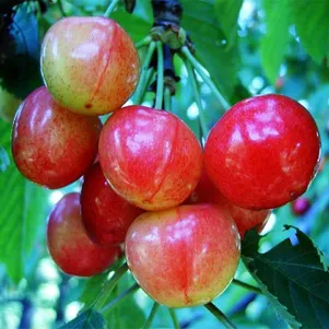 

Черешня Брянская розовая