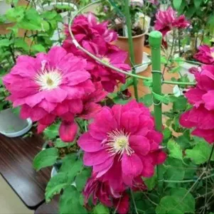 Клематис Акафудзи крупноцветковый 2 780₽