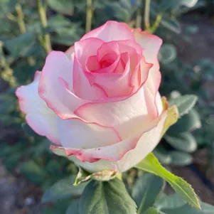 Роза Джумилия 390₽