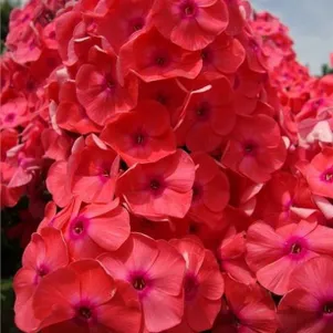 

Флокс Горислав