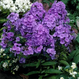 Флокс Аметист метельчатый 260₽