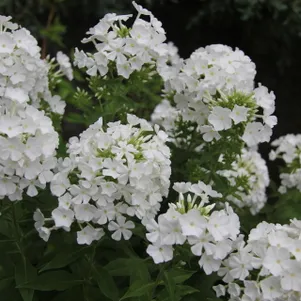 Флокс метельчатый Фудзияма 290₽