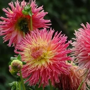 

Георгина Стар Элит кактусовидная