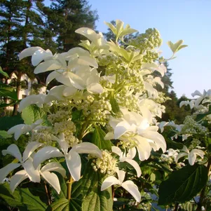 

Гортензия Стар Роуз (Звездная роза) метельчатая