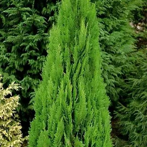 

Кипарисовик Лавсона Грин Пиллар